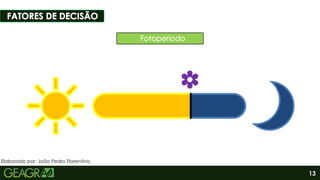 13
Elaborado por: João Pedro Florentino.
 