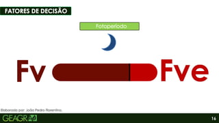 16
Elaborado por: João Pedro Florentino.
 