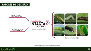 Fonte: Intacta.
30
Fonte: Intacta, 2021.
Fonte: Intacta, 2021.
Elaborado por: João Pedro Florentino.
 