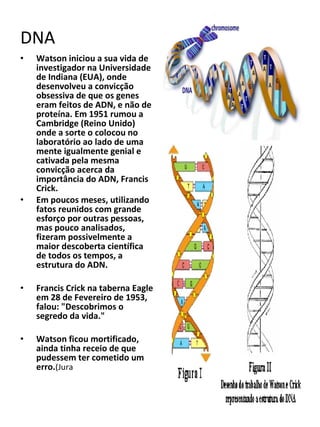 DNA Watson iniciou a sua vida de investigador na Universidade de Indiana (EUA), onde desenvolveu a convicção obsessiva de que os genes eram feitos de ADN, e não de proteína. Em 1951 rumou a Cambridge (Reino Unido) onde a sorte o colocou no laboratório ao lado de uma mente igualmente genial e cativada pela mesma convicção acerca da importância do ADN, Francis Crick. Em poucos meses, utilizando fatos reunidos com grande esforço por outras pessoas, mas pouco analisados, fizeram possivelmente a maior descoberta científica de todos os tempos, a estrutura do ADN.  Francis Crick na taberna Eagle em 28 de Fevereiro de 1953, falou: "Descobrimos o segredo da vida."  Watson ficou mortificado, ainda tinha receio de que pudessem ter cometido um erro. (Jura 