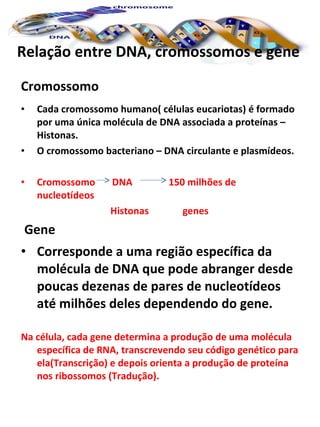 Relação entre DNA, cromossomos e gene Cromossomo Cada cromossomo humano( células eucariotas) é formado por uma única molécula de DNA associada a proteínas – Histonas. O cromossomo bacteriano – DNA circulante e plasmídeos. Cromossomo  DNA  150 milhões de nucleotídeos Histonas  genes Gene  Corresponde a uma região específica da molécula de DNA que pode abranger desde poucas dezenas de pares de nucleotídeos até milhões deles dependendo do gene. Na célula, cada gene determina a produção de uma molécula específica de RNA, transcrevendo seu código genético para ela(Transcrição) e depois orienta a produção de proteína nos ribossomos (Tradução). 