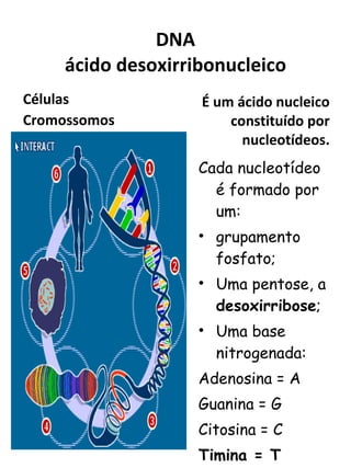 DNA ácido desoxirribonucleico Células Cromossomos É um ácido nucleico constituído por nucleotídeos. Cada nucleotídeo é formado por um: grupamento fosfato; Uma pentose, a  desoxirribose ; Uma base nitrogenada: Adenosina = A Guanina = G Citosina = C Timina = T Jurassic park 