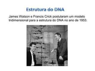 James Watson e Francis Crick postularam um modelo 
tridimensional para a estrutura do DNA no ano de 1953. 
 