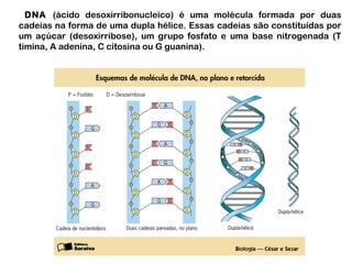 DNA (ácido desoxirribonucleico) é uma molécula formada por duas 
cadeias na forma de uma dupla hélice. Essas cadeias são constituídas por 
um açúcar (desoxirribose), um grupo fosfato e uma base nitrogenada (T 
timina, A adenina, C citosina ou G guanina). 
 