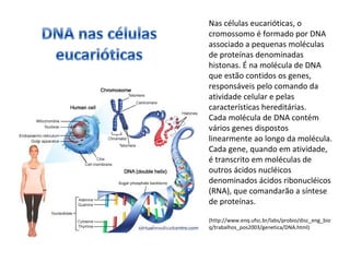 Nas células eucarióticas, o 
cromossomo é formado por DNA 
associado a pequenas moléculas 
de proteínas denominadas 
histonas. É na molécula de DNA 
que estão contidos os genes, 
responsáveis pelo comando da 
atividade celular e pelas 
características hereditárias. 
Cada molécula de DNA contém 
vários genes dispostos 
linearmente ao longo da molécula. 
Cada gene, quando em atividade, 
é transcrito em moléculas de 
outros ácidos nucléicos 
denominados ácidos ribonucléicos 
(RNA), que comandarão a síntese 
de proteínas. 
(http://www.enq.ufsc.br/labs/probio/disc_eng_bio 
q/trabalhos_pos2003/genetica/DNA.html) 
