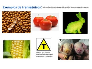 soja, milho, tomate longa vida, coelho bioluminescente, porcos. 
Símbolo que pode ser 
observado nas embalagens 
de alimentos transgênicos. 
 