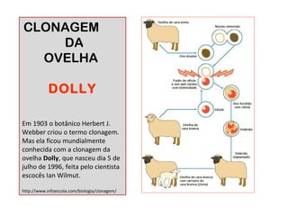 CLONAGEM 
DA 
OVELHA 
DOLLY 
Em 1903 o botânico Herbert J. 
Webber criou o termo clonagem. 
Mas ela ficou mundialmente 
conhecida com a clonagem da 
ovelha Dolly, que nasceu dia 5 de 
julho de 1996, feita pelo cientista 
escocês Ian Wilmut. 
http://www.infoescola.com/biologia/clonagem/ 
 