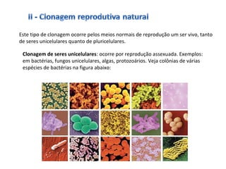 Este tipo de clonagem ocorre pelos meios normais de reprodução um ser vivo, tanto 
de seres unicelulares quanto de pluricelulares. 
Clonagem de seres unicelulares: ocorre por reprodução assexuada. Exemplos: 
em bactérias, fungos unicelulares, algas, protozoários. Veja colônias de várias 
espécies de bactérias na figura abaixo: 
 
