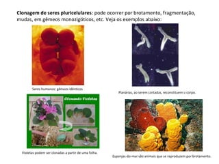 Clonagem de seres pluricelulares: pode ocorrer por brotamento, fragmentação, 
mudas, em gêmeos monozigóticos, etc. Veja os exemplos abaixo: 
Seres humanos: gêmeos idênticos 
Planárias, ao serem cortadas, reconstituem o corpo. 
Esponjas-do-mar são animais que se reproduzem por brotamento. 
Violetas podem ser clonadas a partir de uma folha. 
 