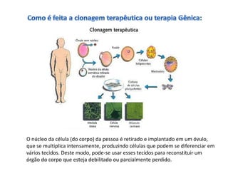 O núcleo da célula (do corpo) da pessoa é retirado e implantado em um óvulo, 
que se multiplica intensamente, produzindo células que podem se diferenciar em 
vários tecidos. Deste modo, pode-se usar esses tecidos para reconstituir um 
órgão do corpo que esteja debilitado ou parcialmente perdido. 
 