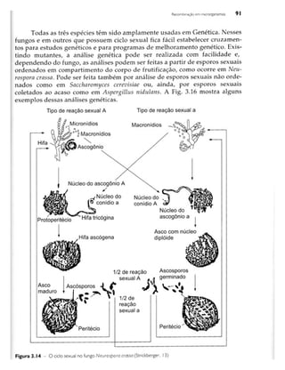 Biotecnologia industrial   vol 1