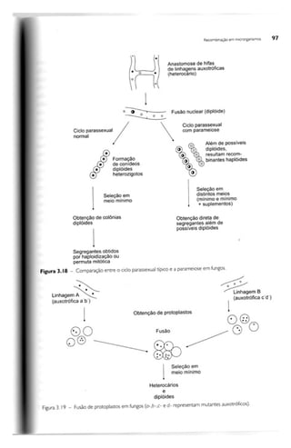 Biotecnologia industrial   vol 1