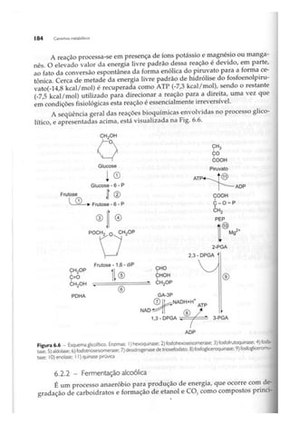 Biotecnologia industrial   vol 1
