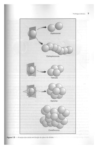 Biotecnologia industrial   vol 1