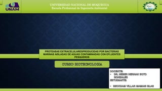 UNIVERSIDAD NACIONAL DE MOQUEGUA
Escuela Profesional de Ingeniería Ambiental
PROTEASAS EXTRACELULARESPRODUCIDAS POR BACTERIAS
MARINAS AISLADAS DE AGUAS CONTAMINADAS CON EFLUENTES
PESQUEROS
 