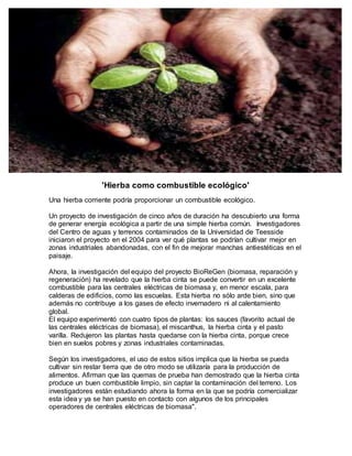 'Hierba como combustible ecológico'
Una hierba corriente podría proporcionar un combustible ecológico.
Un proyecto de investigación de cinco años de duración ha descubierto una forma
de generar energía ecológica a partir de una simple hierba común. Investigadores
del Centro de aguas y terrenos contaminados de la Universidad de Teesside
iniciaron el proyecto en el 2004 para ver qué plantas se podrían cultivar mejor en
zonas industriales abandonadas, con el fin de mejorar manchas antiestéticas en el
paisaje.
Ahora, la investigación del equipo del proyecto BioReGen (biomasa, reparación y
regeneración) ha revelado que la hierba cinta se puede convertir en un excelente
combustible para las centrales eléctricas de biomasa y, en menor escala, para
calderas de edificios, como las escuelas. Esta hierba no sólo arde bien, sino que
además no contribuye a los gases de efecto invernadero ni al calentamiento
global.
El equipo experimentó con cuatro tipos de plantas: los sauces (favorito actual de
las centrales eléctricas de biomasa), el miscanthus, la hierba cinta y el pasto
varilla. Redujeron las plantas hasta quedarse con la hierba cinta, porque crece
bien en suelos pobres y zonas industriales contaminadas.
Según los investigadores, el uso de estos sitios implica que la hierba se pueda
cultivar sin restar tierra que de otro modo se utilizaría para la producción de
alimentos. Afirman que las quemas de prueba han demostrado que la hierba cinta
produce un buen combustible limpio, sin captar la contaminación del terreno. Los
investigadores están estudiando ahora la forma en la que se podría comercializar
esta idea y ya se han puesto en contacto con algunos de los principales
operadores de centrales eléctricas de biomasa".
 