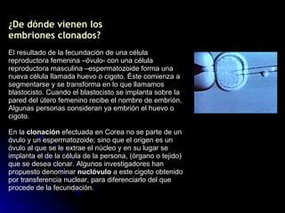 ¿De dónde vienen los embriones clonados? El resultado de la fecundación de una célula reproductora femenina –óvulo- con una célula reproductora masculina –espermatozoide forma una nueva célula llamada huevo o cigoto. Éste comienza a segmentarse y se transforma en lo que llamamos blastocisto. Cuando el blastocisto se implanta sobre la pared del útero femenino recibe el nombre de embrión. Algunas personas consideran ya embrión el huevo o cigoto.  En la  clonación  efectuada en Corea no se parte de un óvulo y un espermatozoide; sino que el origen es un óvulo al que se le extrae el núcleo y en su lugar se implanta el de la célula de la persona, (órgano o tejido) que se desea clonar. Algunos investigadores han propuesto denominar  nuclóvulo  a este cigoto obtenido por transferencia nuclear, para diferenciarlo del que procede de la fecundación. 