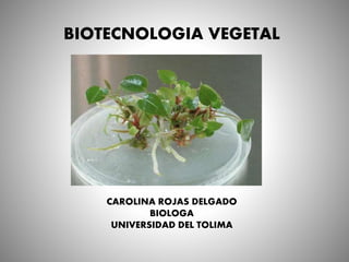BIOTECNOLOGIA VEGETAL
CAROLINA ROJAS DELGADO
BIOLOGA
UNIVERSIDAD DEL TOLIMA
 