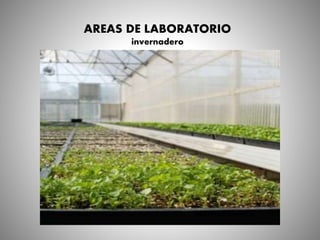 AREAS DE LABORATORIO
invernadero