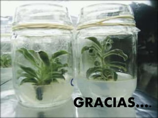 GRACIAS ……
GRACIAS….