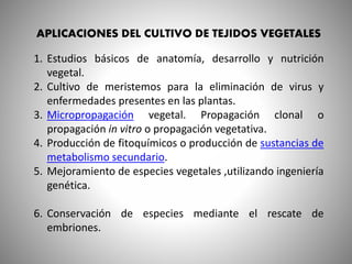 APLICACIONES DEL CULTIVO DE TEJIDOS VEGETALES
1. Estudios básicos de anatomía, desarrollo y nutrición
vegetal.
2. Cultivo de meristemos para la eliminación de virus y
enfermedades presentes en las plantas.
3. Micropropagación vegetal. Propagación clonal o
propagación in vitro o propagación vegetativa.
4. Producción de fitoquímicos o producción de sustancias de
metabolismo secundario.
5. Mejoramiento de especies vegetales ,utilizando ingeniería
genética.
6. Conservación de especies mediante el rescate de
embriones.