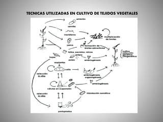 TECNICAS UTILIZADAS EN CULTIVO DE TEJIDOS VEGETALES