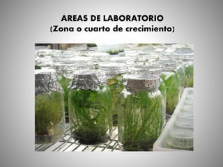 AREAS DE LABORATORIO
(Zona o cuarto de crecimiento)