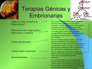 Terapias Génicas y
                  Embrionarias
   ¿Qué es y como se realiza la          Es el tratamiento de enfermedades mediante
                                           modificaciones genéticas de los tejidos
    terapia génica?                        afectados. Consiste en la adición de de genes
                                           terapéuticos a las células de un individuo
                                           mediante el uso de vectores virales inocuos.
   Diferencias entre terapia génica      La terapia génica embrionaria pretende
    embrionaria y somática                 corregir defectos en el embrión mientras que
                                           la somática corrige defectos en seres ya
                                           desarrollados.
                                          Son las llamadas células madre, son las que
   Células pluripotentes                  poseen la capacidad de convertirse en
                                           cualquiera de los tipos de células existente en
                                           un organismo adulto. Y lo que se pretende es
                                           fabricar gran cantidad de ellas en laboratorio
                                           para derivarlas a cualquier tipo celular .
   Células madre totipotentes            Son las células que darán lugar a todas las
                                           demás células del organismo, se encuentran
                                           en las fases iniciales del desarrollo
   Xenotransplantes                       embrional.
                                          Los xenotransplantes son transplantes de
                                           órganos en los que el órgano procede de un
                                           animal criado específicamente para ello, se
                                           ha recurrido a esta medida ante la escasez de
                                           donantes mundiales de órganos para
 