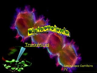 Tranxénicos Simón López Castiñeira 1ºC Biotecnoloxía 