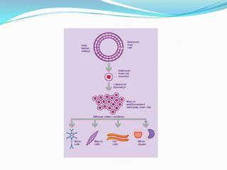 GRANXAS FARMACÉUTICAS