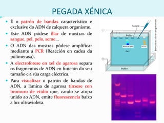 O ADN recombinante é calquera molécula de ADN formada pola unión de segmentos de ADN  de orixe diferente.