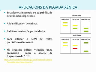 Participan as encimas de restriciónque funcionan como tesoiras químicas que cortan o ADN en fragmentos.
