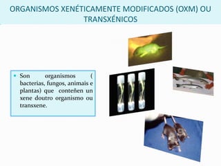 No seguinte enlace podes visualizar unha animación sobre o ADN recombinante.http://centros.edu.xunta.es/iesoteropedrayo.ourense/dptos/bio/bach_2_bio_2010/images/Animacions/adn_recombinante%20insulina.swf