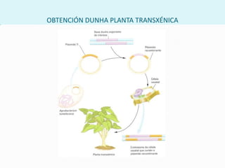 PEGADA XÉNICAÉ o patrón de bandas característico e exclusivo do ADN de calquera organismo.Este ADN pódese illar de mostras de sangue, pel, pelo, seme…O ADN das mostras pódese amplificar mediante a PCR (Reacción en cadea da polimerasa).A electroforese en xel de agarosa separa os fragmentos de ADN en función do seu tamaño e a súa carga eléctrica.Para visualizar o patrón de bandas de ADN, a lámina de agarosa tínxese con bromuro de etidioque, cando se atopa unido ao ADN, emite fluorescenciabaixo a luz ultravioleta.