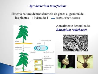 biotec tema 10 plantas transgénicas.pdf