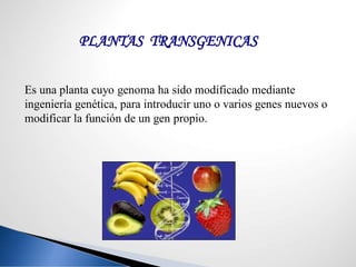 Es una planta cuyo genoma ha sido modificado mediante
ingeniería genética, para introducir uno o varios genes nuevos o
modificar la función de un gen propio.
PLANTAS TRANSGENICAS
 