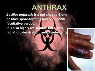 ANTHRAX
.Bacillus anthracis is a rod-shaped Gram-
positive spore-forming and non-motile
facultative aerobe.
It is also highly resistant to heat, cold,
radiation, dessication, and disinfectants.
 