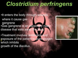 Clostridium perfringens
•It enters the body through wounds
where it cause gas
gangrene
.•Gas gangrene is an especially nasty
disease that eats away the body
t
•Treatment involves antibiotics and
exposure of the patient to pure oxygen
which inhibits
growth of the Bacillus.
 