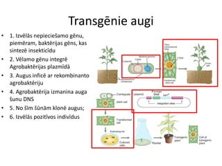 Transgēnie augi
• 1. Izvēlās nepieciešamo gēnu,
piemēram, baktērijas gēns, kas
sintezē insekticīdu
• 2. Vēlamo gēnu integrē
Agrobaktērijas plazmīdā
• 3. Augus inficē ar rekombinanto
agrobaktēriju
• 4. Agrobaktērija izmanina auga
šunu DNS
• 5. No šīm šūnām klonē augus;
• 6. Izvēlās pozitīvos indivīdus
 