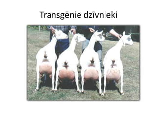 Transgēnie dzīvnieki
 