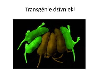 Transgēnie dzīvnieki
 