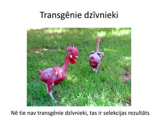 Transgēnie dzīvnieki
Nē tie nav transgēnie dzīvnieki, tas ir selekcijas rezultāts
 