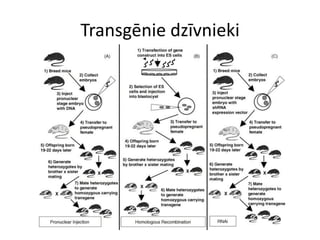 Transgēnie dzīvnieki
 