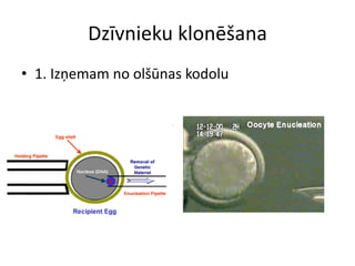 Dzīvnieku klonēšana
• 1. Izņemam no olšūnas kodolu
 