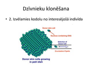 Dzīvnieku klonēšana
• 2. Izvēlamies kodolu no interesējošā indivīda
 