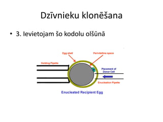 Dzīvnieku klonēšana
• 3. Ievietojam šo kodolu olšūnā
 