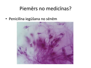 Piemērs no medicīnas?
• Penicilīna iegūšana no sēnēm
 