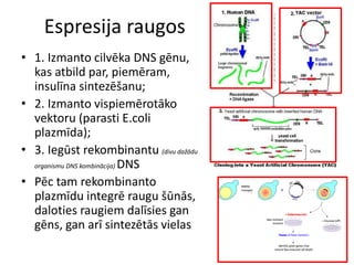 Espresija raugos
• 1. Izmanto cilvēka DNS gēnu,
kas atbild par, piemēram,
insulīna sintezēšanu;
• 2. Izmanto vispiemērotāko
vektoru (parasti E.coli
plazmīda);
• 3. Iegūst rekombinantu (divu dažādu
organismu DNS kombinācija) DNS
• Pēc tam rekombinanto
plazmīdu integrē raugu šūnās,
daloties raugiem dalīsies gan
gēns, gan arī sintezētās vielas
 