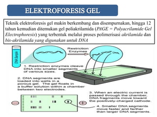 Elektrophoresis: Teknik Pemisahan Molekul Biologis