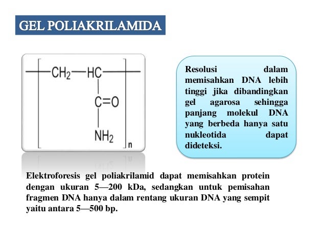 Kelompok 8 Kimia B ( Elektroforesis)